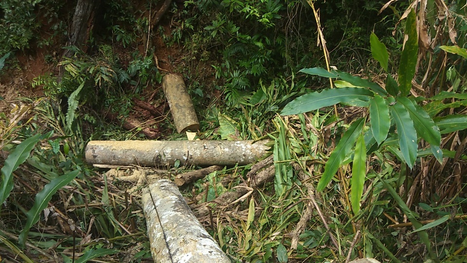 Tan hoang cánh rừng cổ thụ Mang Yang giữa đại ngàn Tây Nguyên! - 8 Tan hoang cánh rừng cổ thụ Mang Yang giữa đại ngàn Tây Nguyên! - 8
