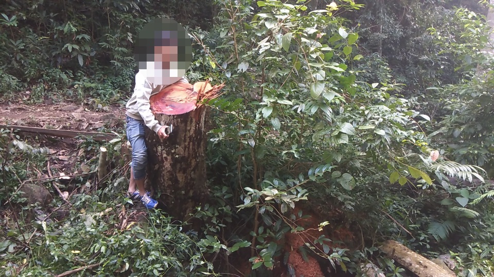 Tan hoang cánh rừng cổ thụ Mang Yang giữa đại ngàn Tây Nguyên! - 5 Tan hoang cánh rừng cổ thụ Mang Yang giữa đại ngàn Tây Nguyên! - 5