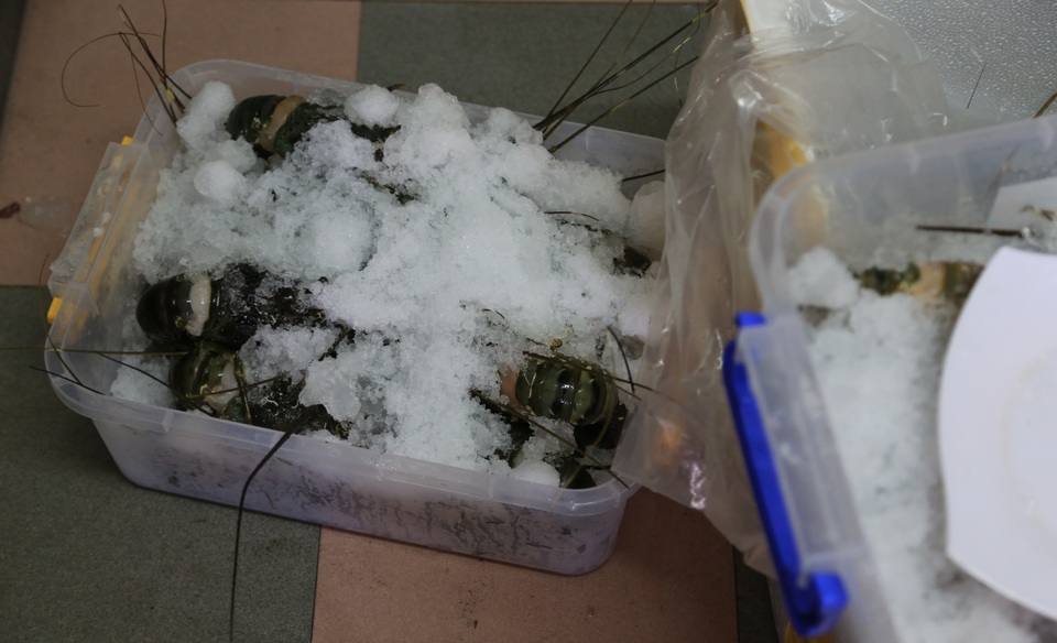 Đà Nẵng: Phát hiện cơ sở kinh doanh hải sản bán tôm hùm bơm tạp chất - 1 Đà Nẵng: Phát hiện cơ sở kinh doanh hải sản bán tôm hùm bơm tạp chất - 1