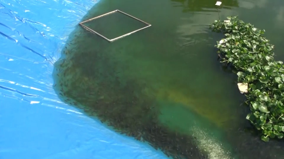 Quảng Bình: Dân bãi ngang thoát nghèo nhờ ...nuôi cá lóc trên vùng cát trắng - 3