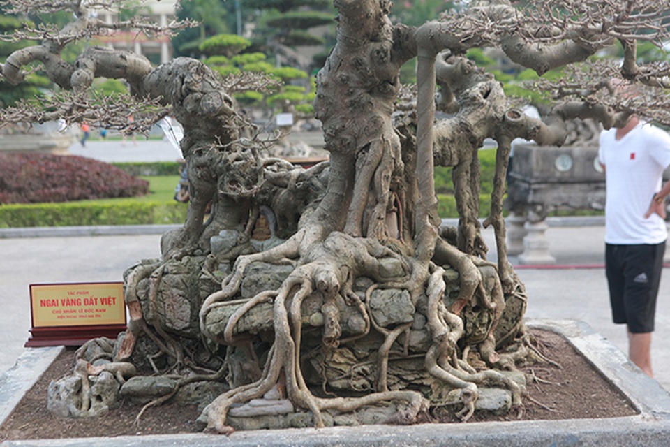 Sanh “Ngai vàng đất Việt” mua 10 triệu đồng, sau 15 năm trả vài tỷ không bán - 10 Sanh “Ngai vàng đất Việt” mua 10 triệu đồng, sau 15 năm trả vài tỷ không bán - 10