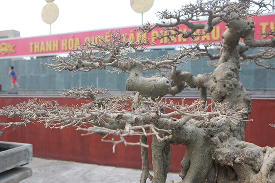 Sanh “Ngai vàng đất Việt” mua 10 triệu đồng, sau 15 năm trả vài tỷ không bán - 12 Sanh “Ngai vàng đất Việt” mua 10 triệu đồng, sau 15 năm trả vài tỷ không bán - 12