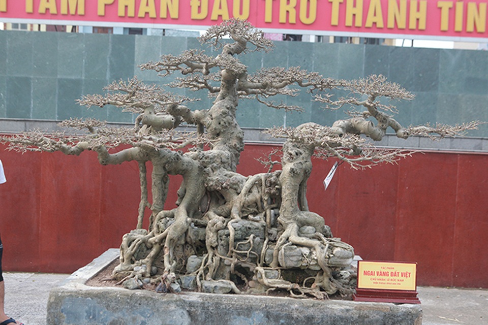 Sanh “Ngai vàng đất Việt” mua 10 triệu đồng, sau 15 năm trả vài tỷ không bán - 3 Sanh “Ngai vàng đất Việt” mua 10 triệu đồng, sau 15 năm trả vài tỷ không bán - 3