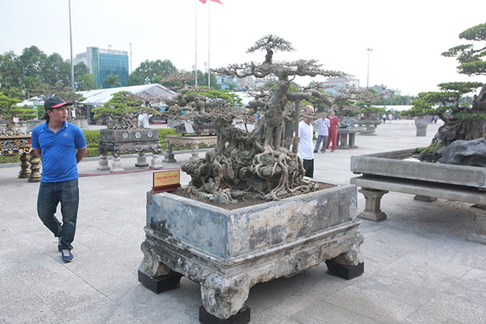 Sanh “Ngai vàng đất Việt” mua 10 triệu đồng, sau 15 năm trả vài tỷ không bán - 6 Sanh “Ngai vàng đất Việt” mua 10 triệu đồng, sau 15 năm trả vài tỷ không bán - 6