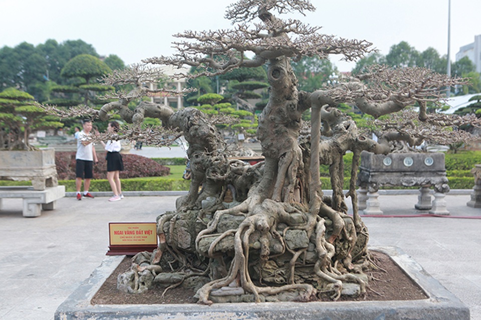 Sanh “Ngai vàng đất Việt” mua 10 triệu đồng, sau 15 năm trả vài tỷ không bán - 7 Sanh “Ngai vàng đất Việt” mua 10 triệu đồng, sau 15 năm trả vài tỷ không bán - 7