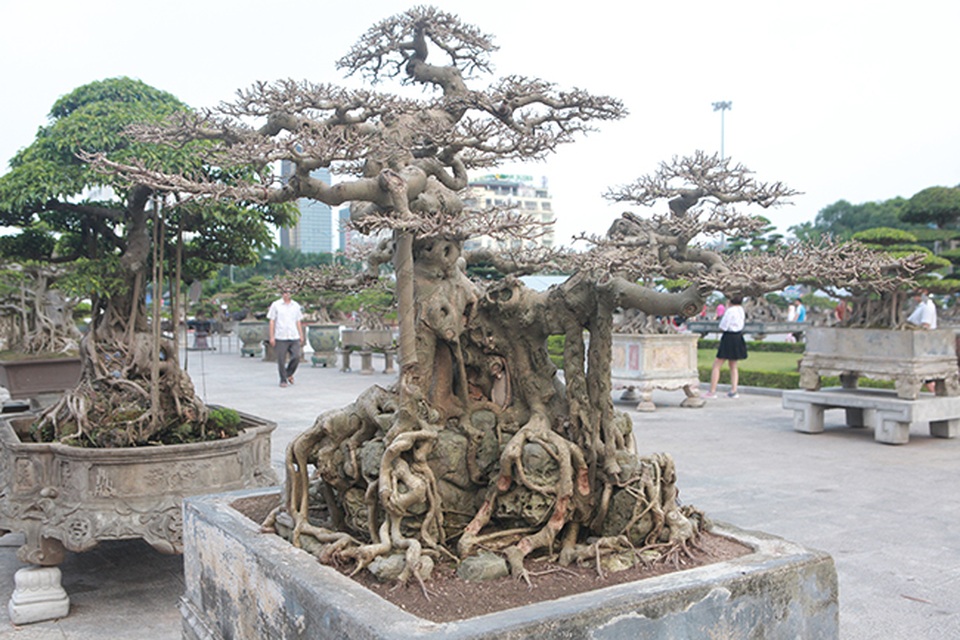 Sanh “Ngai vàng đất Việt” mua 10 triệu đồng, sau 15 năm trả vài tỷ không bán - 8 Sanh “Ngai vàng đất Việt” mua 10 triệu đồng, sau 15 năm trả vài tỷ không bán - 8