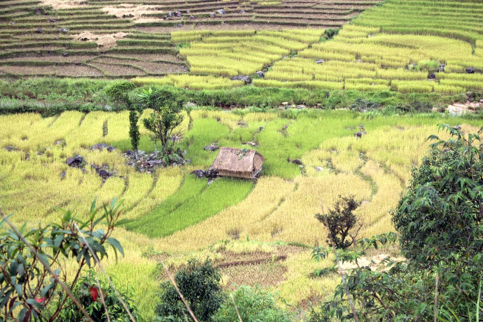 Mùa lúa vàng trên “xứ sở sương mù” Măng Ri - 4 Mùa lúa vàng trên “xứ sở sương mù” Măng Ri - 4