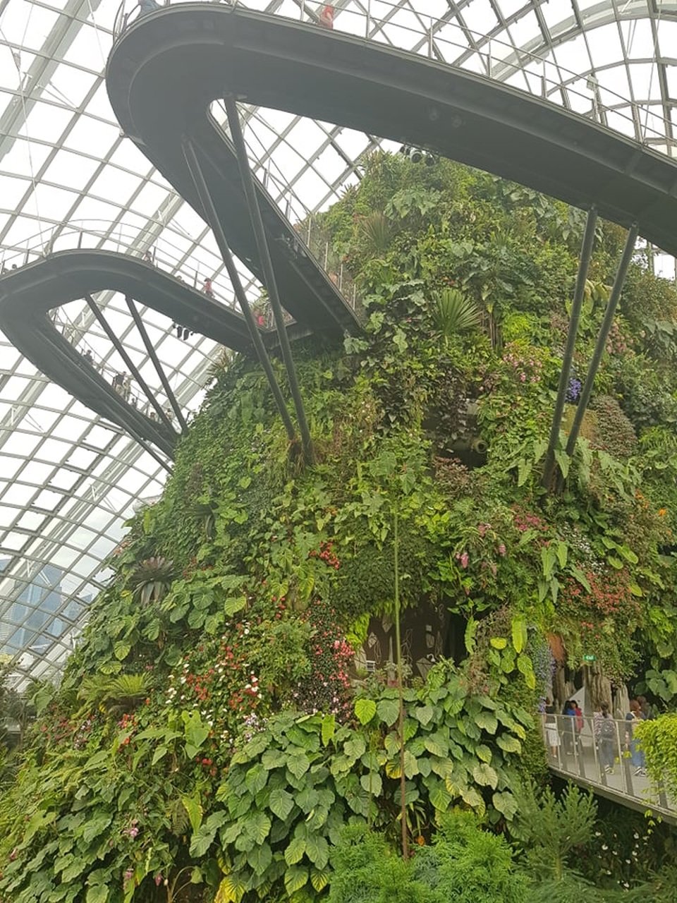 Rừng đám mây Singapore.jpg Rừng đám mây Singapore.jpg