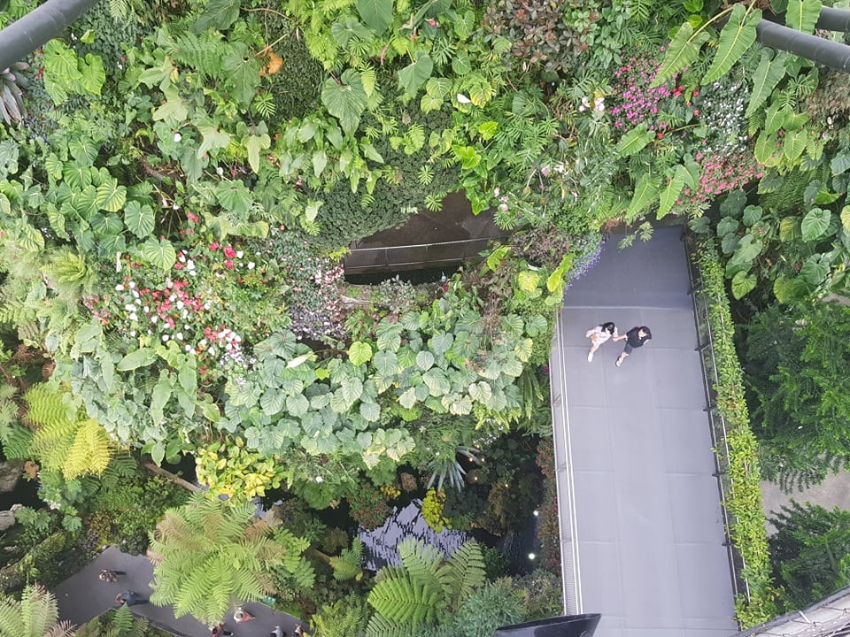 Rừng đám mây Singapore.jpg Rừng đám mây Singapore.jpg