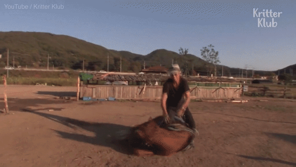 Chú ngựa láu cá giả vờ chết để trốn việc - 1