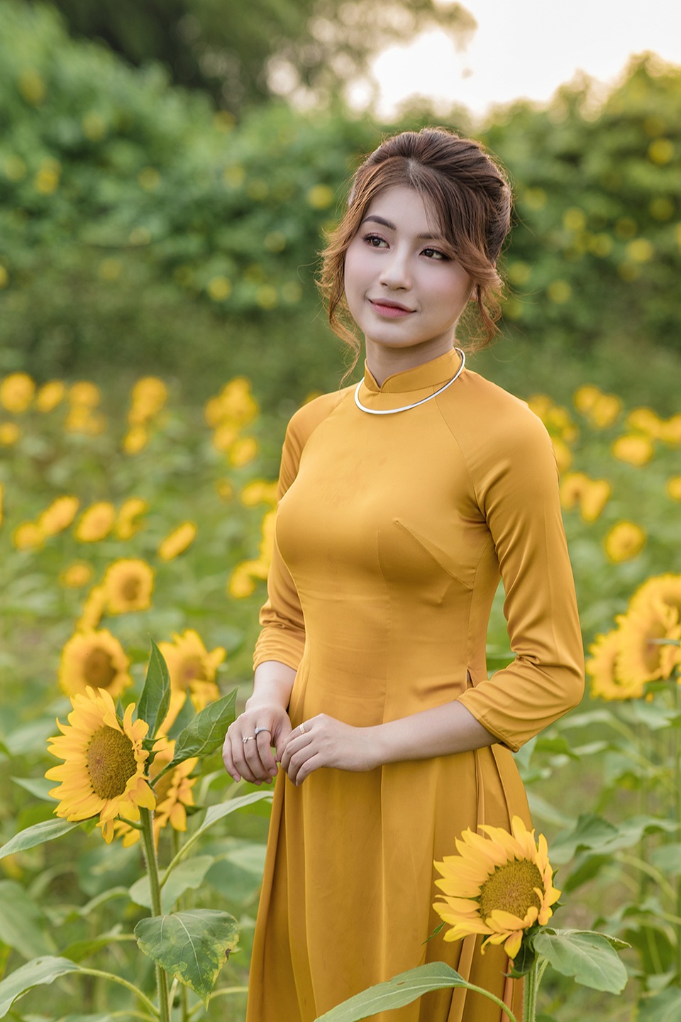 Mùa thu về dịu dàng trên cánh đồng hoa hướng dương Hà Nội - 1