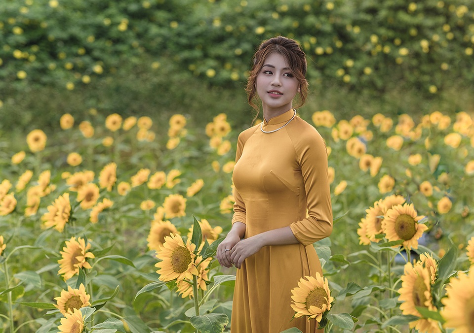 Mùa thu về dịu dàng trên cánh đồng hoa hướng dương Hà Nội - 3