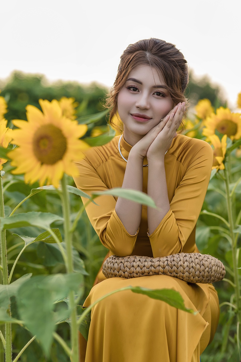 Mùa thu về dịu dàng trên cánh đồng hoa hướng dương Hà Nội - 2