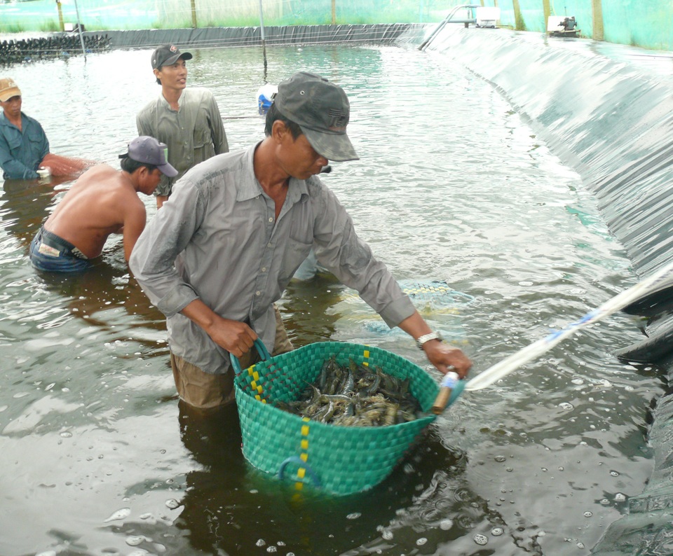 Bạc Liêu: Để nuôi tôm siêu thâm canh cần có tiền tỷ đầu tư - 2 Bạc Liêu: Để nuôi tôm siêu thâm canh cần có tiền tỷ đầu tư - 2