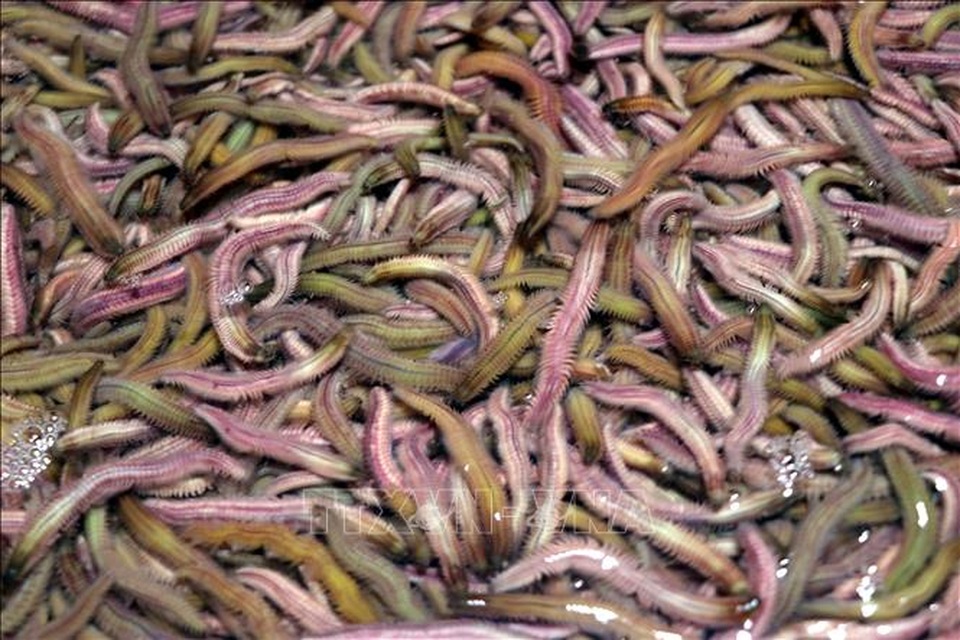 Hải Dương: Rươi đầu vụ được mùa - 3