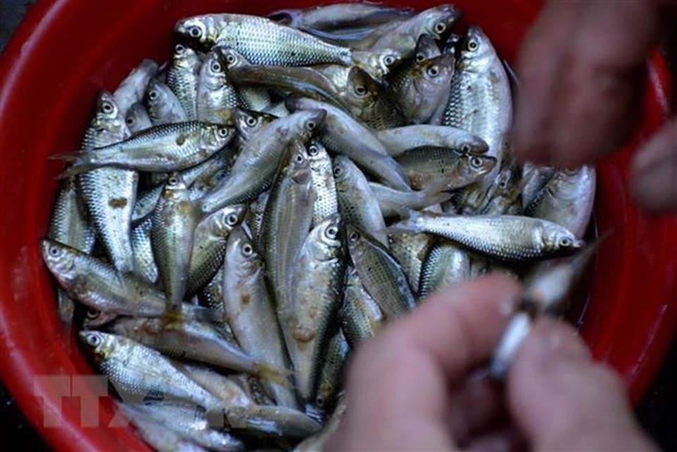 Trải nghiệm một ngày mùa nước nổi cùng ngư dân Đồng Tháp - 1