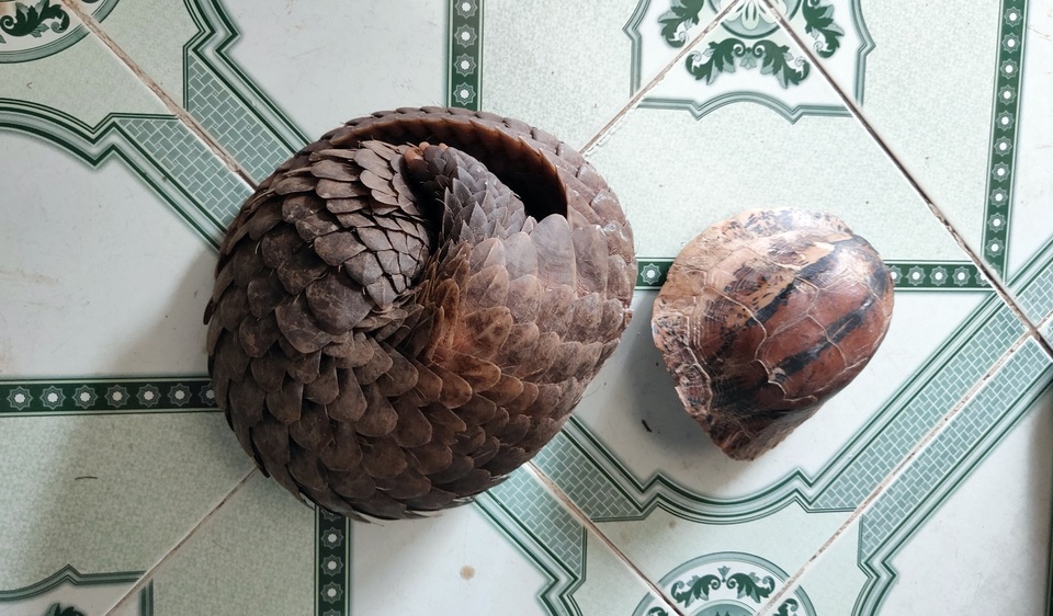 Cá thể tê tê tại nhà các đối tượng buôn bán trái phép Buôn bán động vật hoang dã trái phép