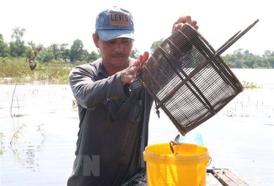 Trải nghiệm một ngày mùa nước nổi cùng ngư dân Đồng Tháp - 2