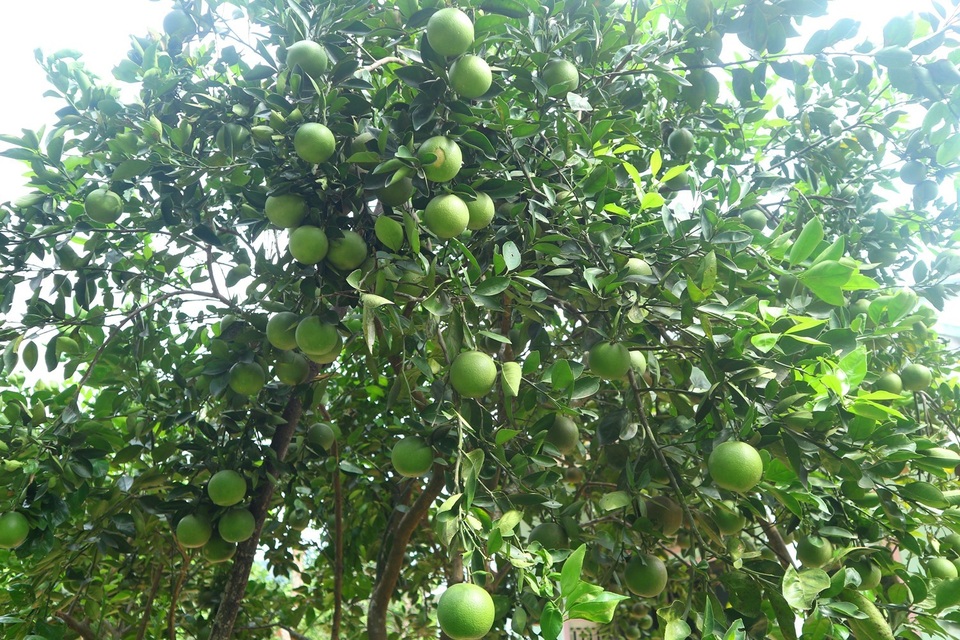 Cây trái sum xê Thăm Hòn Kẽm Đá Dừng ở Quảng Nam
