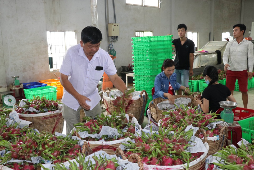Lão nông điên mỗi năm thu hơn 4 tỉ đồng từ thanh long - 2 Lão nông điên mỗi năm thu hơn 4 tỉ đồng từ thanh long - 2