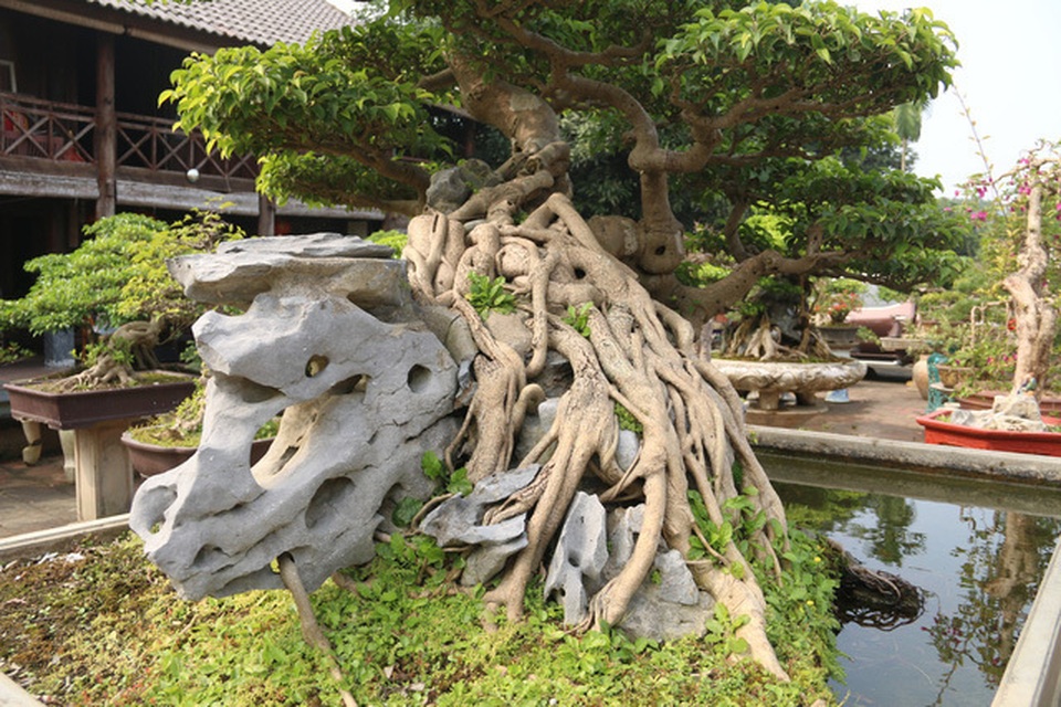 Cây sanh cổ 450 tỷ đồng, báu vật để đời hay đại gia chém gió? - 19 Cây sanh cổ 450 tỷ đồng, báu vật để đời hay đại gia chém gió? - 19