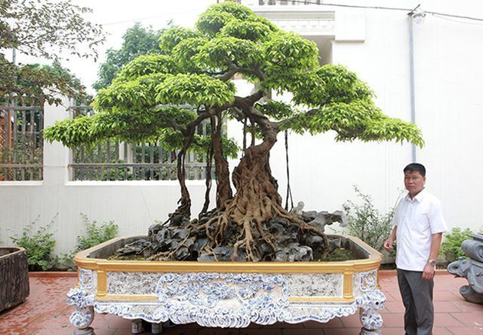 Cây sanh cổ 450 tỷ đồng, báu vật để đời hay đại gia chém gió? - 7 Cây sanh cổ 450 tỷ đồng, báu vật để đời hay đại gia chém gió? - 7