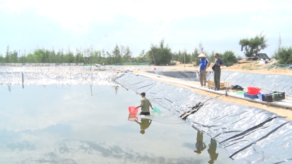Anh nông dân Quảng Bình thu lãi 1,5 tỷ đồng mỗi năm nhờ nuôi ốc hương - 1 Anh nông dân Quảng Bình thu lãi 1,5 tỷ đồng mỗi năm nhờ nuôi ốc hương - 1