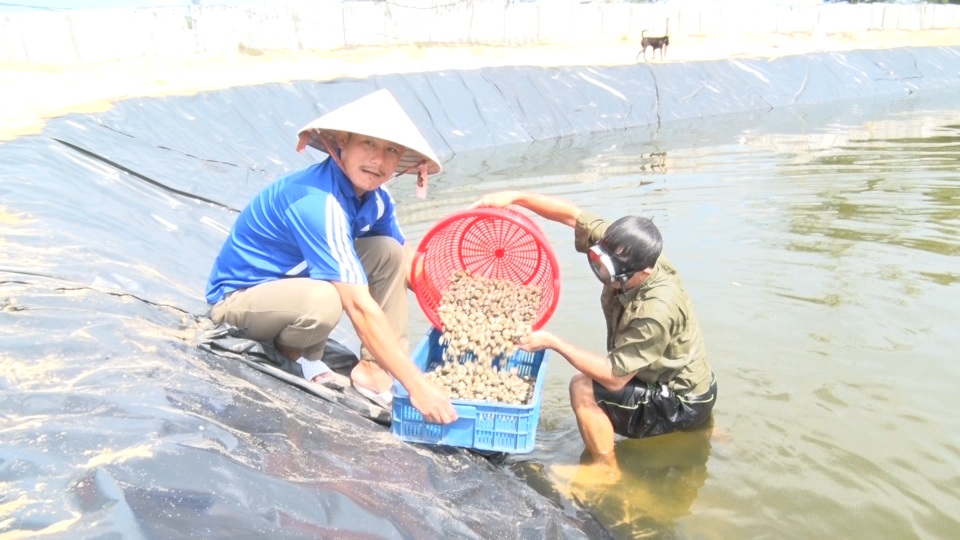Anh nông dân Quảng Bình thu lãi 1,5 tỷ đồng mỗi năm nhờ nuôi ốc hương - 8 Anh nông dân Quảng Bình thu lãi 1,5 tỷ đồng mỗi năm nhờ nuôi ốc hương - 8