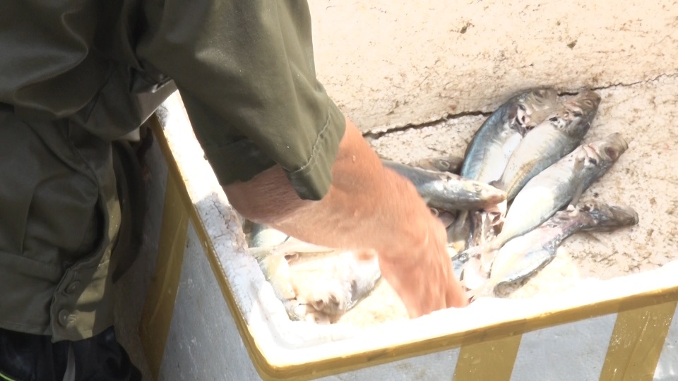Anh nông dân Quảng Bình thu lãi 1,5 tỷ đồng mỗi năm nhờ nuôi ốc hương - 4 Anh nông dân Quảng Bình thu lãi 1,5 tỷ đồng mỗi năm nhờ nuôi ốc hương - 4