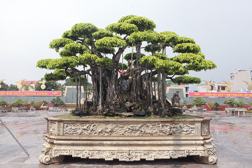 “Siêu cây” Việt khách Nhật trả 460 tỷ đồng không bán: Chủ nhân nói gì về thông tin “làm giá”? - 1 “Siêu cây” Việt khách Nhật trả 460 tỷ đồng không bán: Chủ nhân nói gì về thông tin “làm giá”? - 1