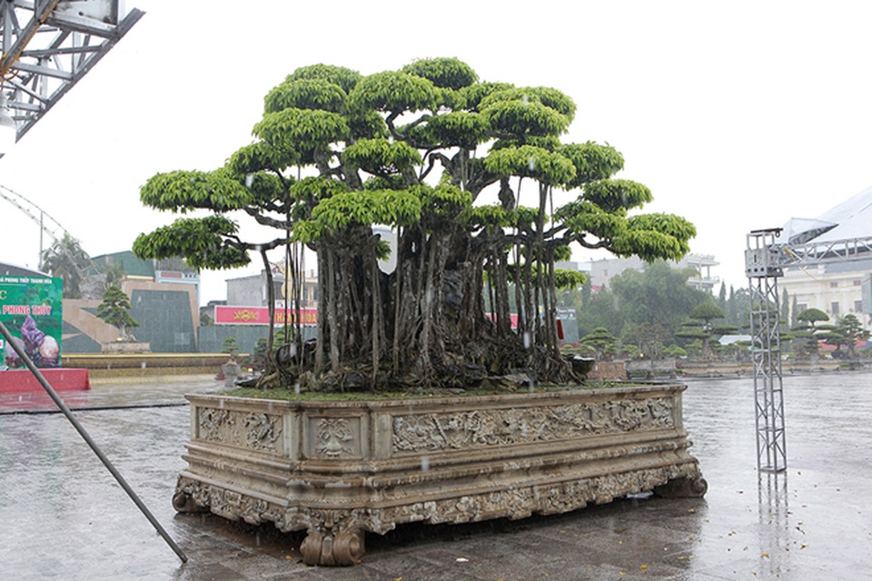 “Siêu cây” Việt khách Nhật trả 460 tỷ đồng không bán: Chủ nhân nói gì về thông tin “làm giá”? - 2 “Siêu cây” Việt khách Nhật trả 460 tỷ đồng không bán: Chủ nhân nói gì về thông tin “làm giá”? - 2