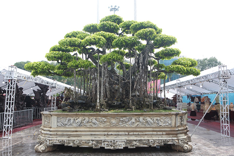 “Siêu cây” Việt khách Nhật trả 460 tỷ đồng không bán: Chủ nhân nói gì về thông tin “làm giá”? - 4 “Siêu cây” Việt khách Nhật trả 460 tỷ đồng không bán: Chủ nhân nói gì về thông tin “làm giá”? - 4
