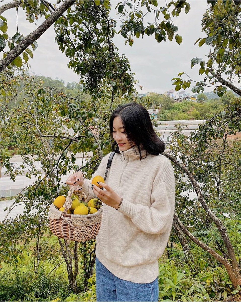 Mê mẩn mùa hồng chín ở Đà Lạt, du khách đi chẳng muốn về - 2