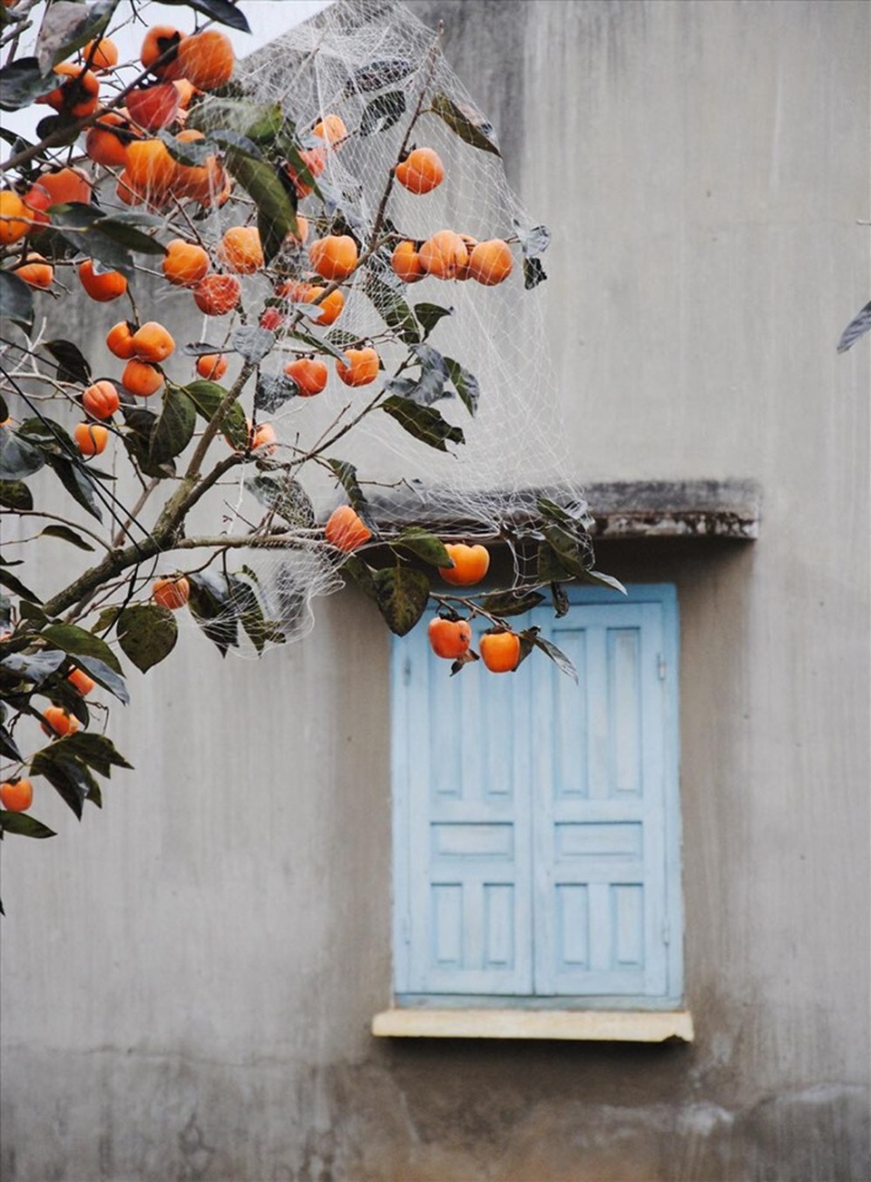 Mê mẩn mùa hồng chín ở Đà Lạt, du khách đi chẳng muốn về - 4