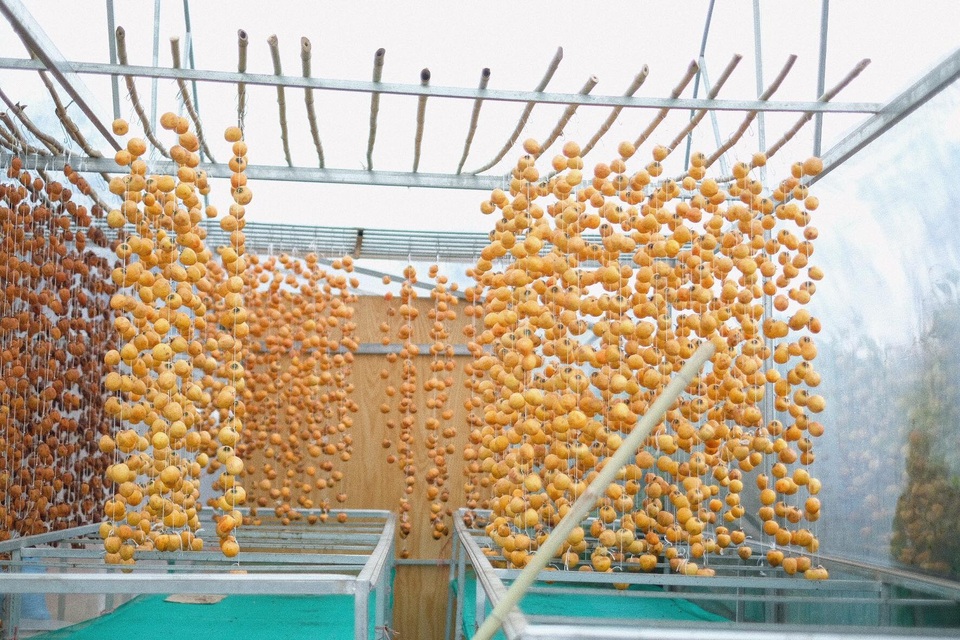 Mê mẩn mùa hồng chín ở Đà Lạt, du khách đi chẳng muốn về - 9