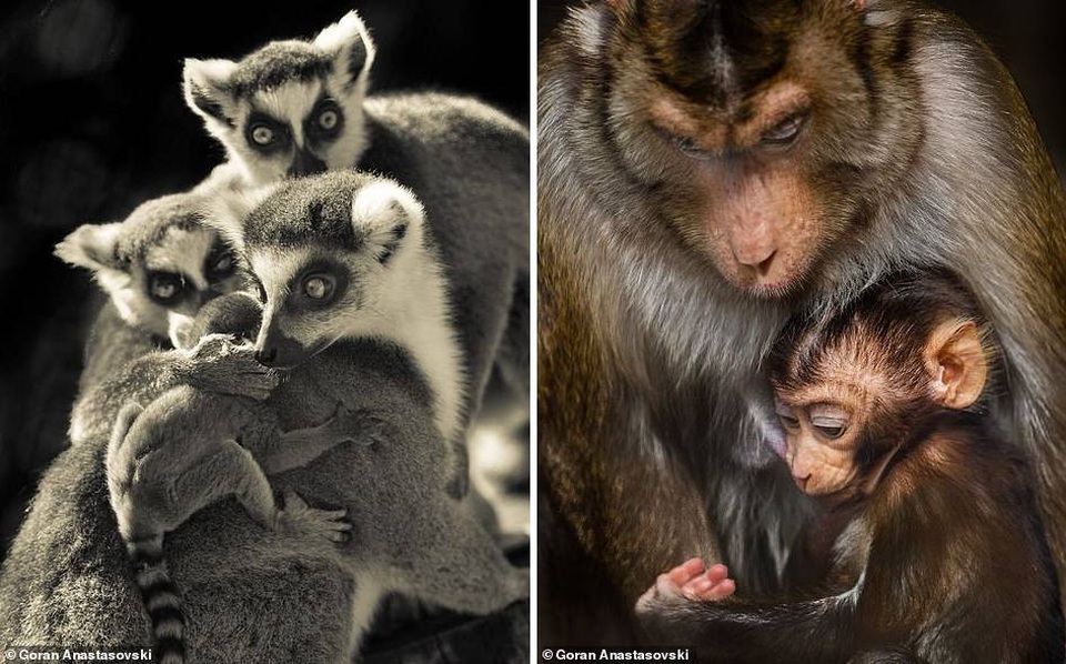 Những khoảnh khắc dịu dàng quá đỗi của thiên nhiên - 13 Những khoảnh khắc dịu dàng quá đỗi của thiên nhiên - 13