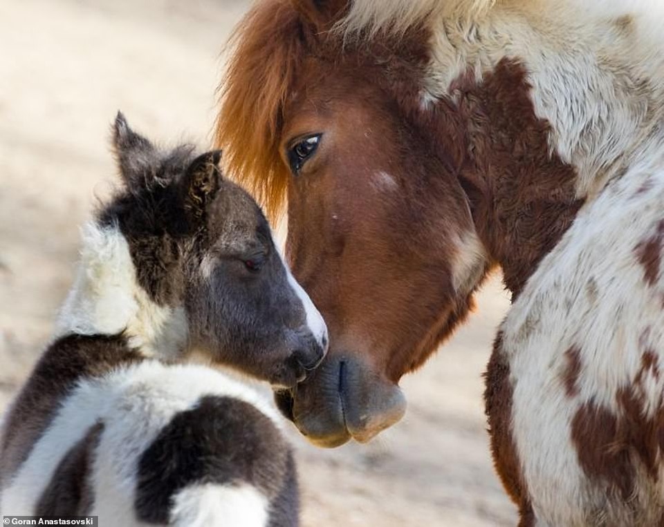Những khoảnh khắc dịu dàng quá đỗi của thiên nhiên - 15 Những khoảnh khắc dịu dàng quá đỗi của thiên nhiên - 15