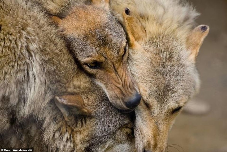 Những khoảnh khắc dịu dàng quá đỗi của thiên nhiên - 4 Những khoảnh khắc dịu dàng quá đỗi của thiên nhiên - 4