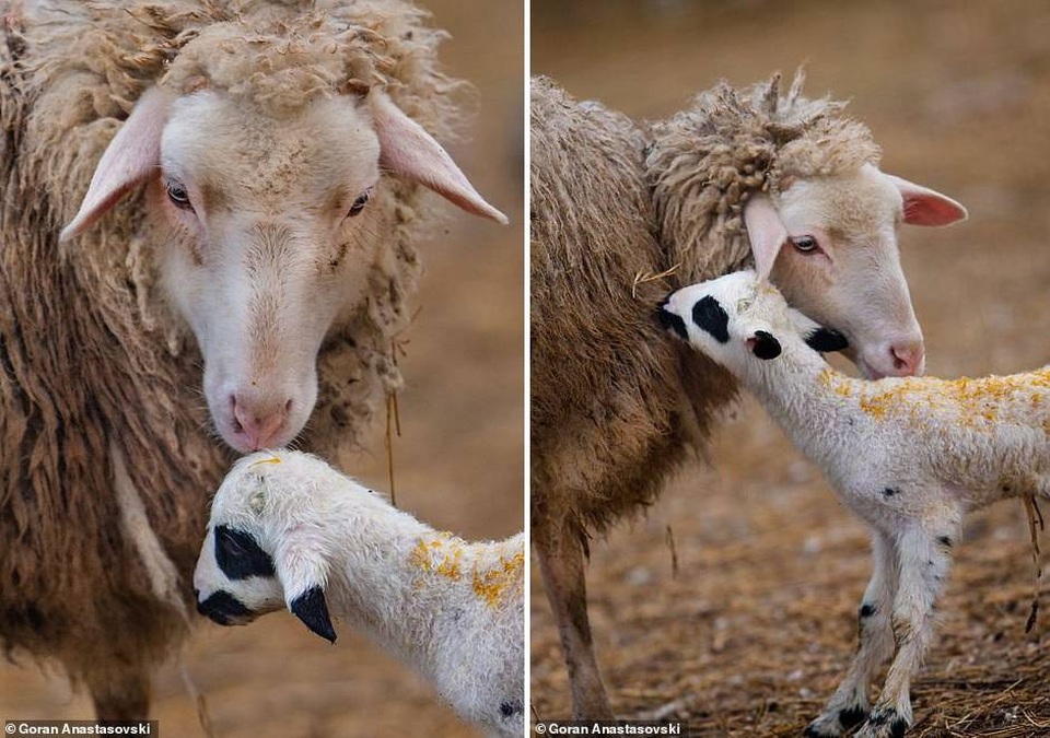 Những khoảnh khắc dịu dàng quá đỗi của thiên nhiên - 6 Những khoảnh khắc dịu dàng quá đỗi của thiên nhiên - 6