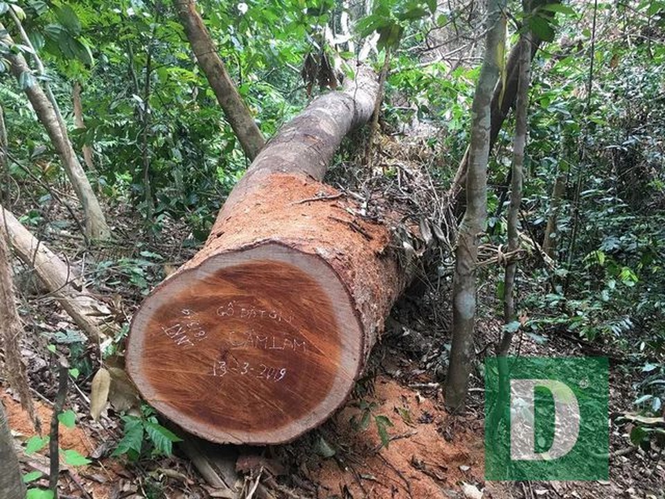 Vụ phá rừng gỗ lim tại Quảng Bình: Khởi tố nguyên trạm trưởng trạm bảo vệ rừng - 2 Vụ phá rừng gỗ lim tại Quảng Bình: Khởi tố nguyên trạm trưởng trạm bảo vệ rừng - 2