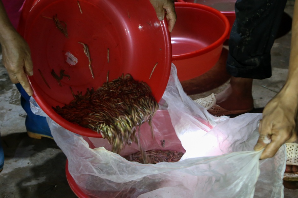 Hải Dương: Chong đèn đi săn lộc trời, kiếm hàng chục triệu mỗi đêm - 14 Hải Dương: Chong đèn đi săn lộc trời, kiếm hàng chục triệu mỗi đêm - 14