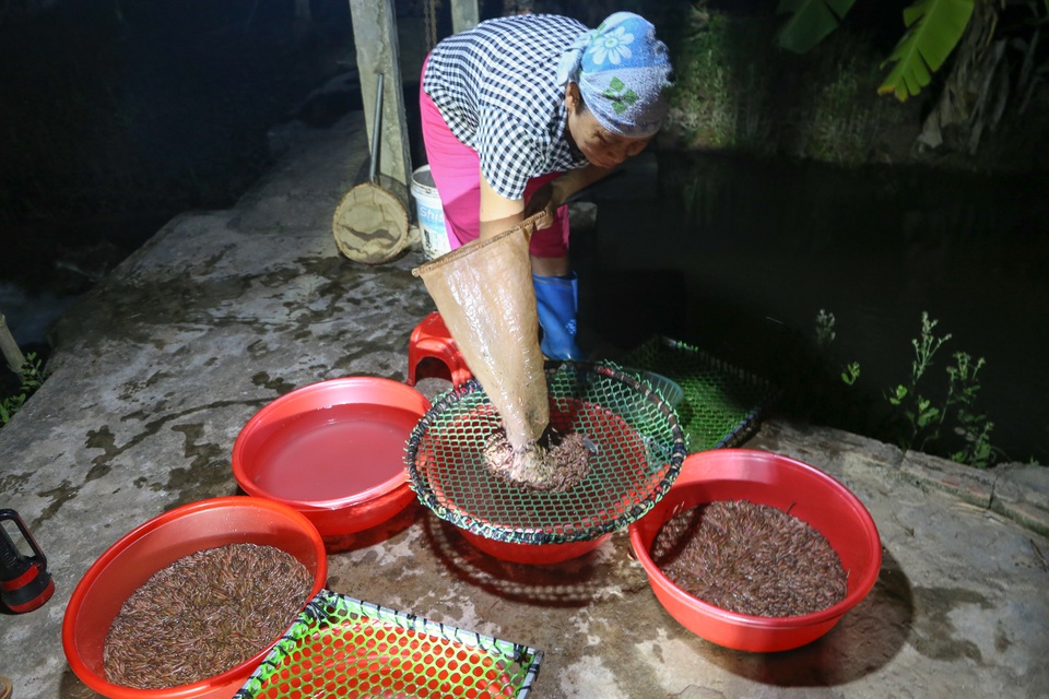 Hải Dương: Chong đèn đi săn lộc trời, kiếm hàng chục triệu mỗi đêm - 8 Hải Dương: Chong đèn đi săn lộc trời, kiếm hàng chục triệu mỗi đêm - 8