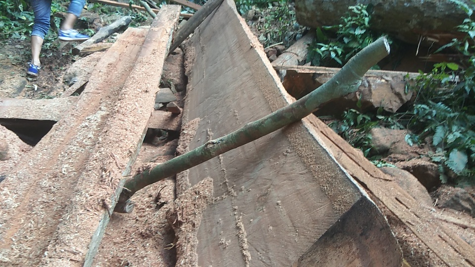 Vụ phá rừng Mang Yang: Phát hiện 2 hộ dân chặt cây về làm nhà - 1 Vụ phá rừng Mang Yang: Phát hiện 2 hộ dân chặt cây về làm nhà - 1
