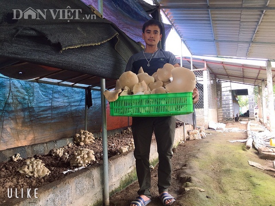 Nam Định: Kỹ sư địa chất về quê trồng đủ thứ nấm, lãi 400 triệu đồng/năm - 1 Nam Định: Kỹ sư địa chất về quê trồng đủ thứ nấm, lãi 400 triệu đồng/năm - 1