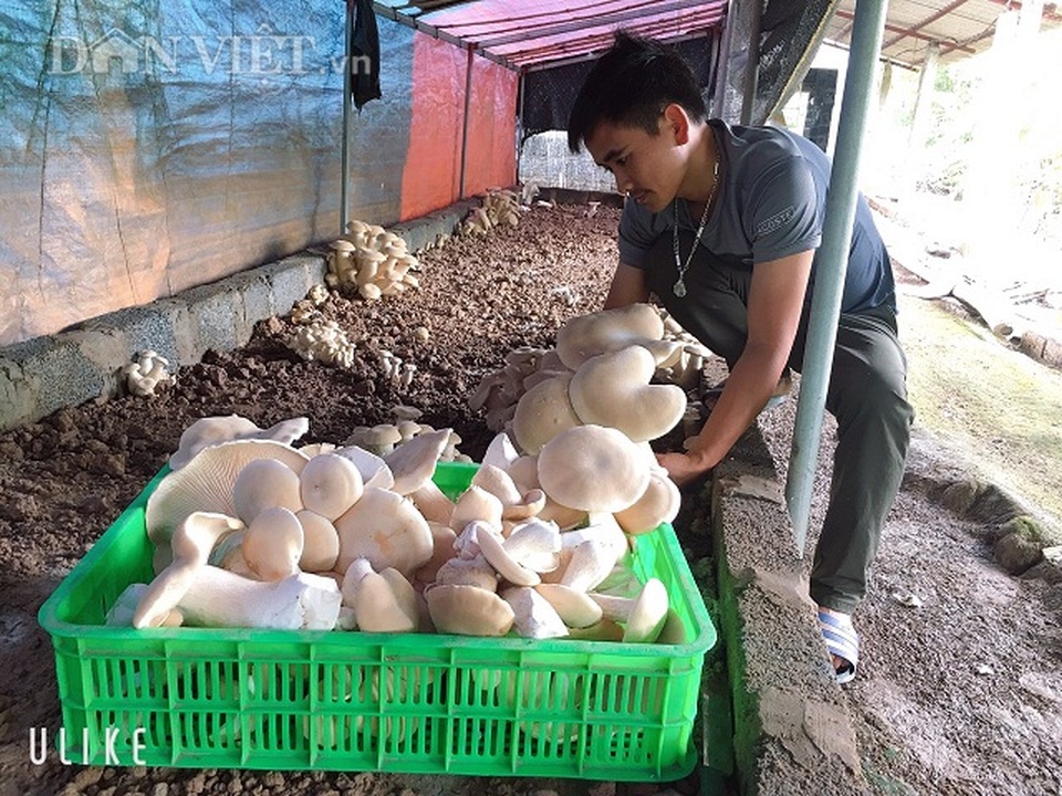 Nam Định: Kỹ sư địa chất về quê trồng đủ thứ nấm, lãi 400 triệu đồng/năm - 3 Nam Định: Kỹ sư địa chất về quê trồng đủ thứ nấm, lãi 400 triệu đồng/năm - 3