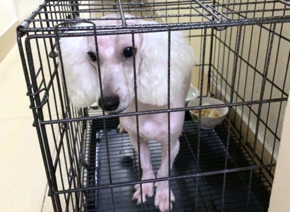 Trộm chó rồi ép chủ trả 5 triệu đồng tiền chuộc - 2