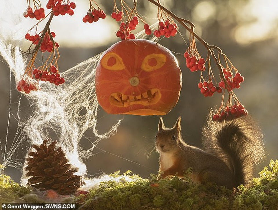 Khoảnh khắc đẹp của mùa thu: Sóc đi dự lễ hội Halloween - 2 Khoảnh khắc đẹp của mùa thu: Sóc đi dự lễ hội Halloween - 2