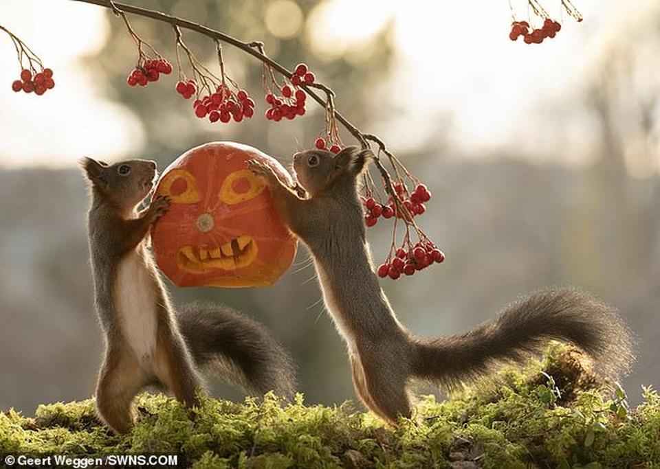 Khoảnh khắc đẹp của mùa thu: Sóc đi dự lễ hội Halloween - 3 Khoảnh khắc đẹp của mùa thu: Sóc đi dự lễ hội Halloween - 3