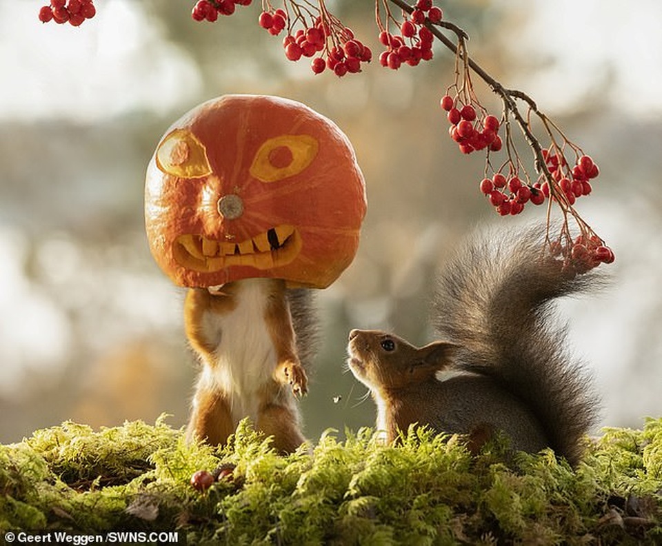 Khoảnh khắc đẹp của mùa thu: Sóc đi dự lễ hội Halloween - 4 Khoảnh khắc đẹp của mùa thu: Sóc đi dự lễ hội Halloween - 4