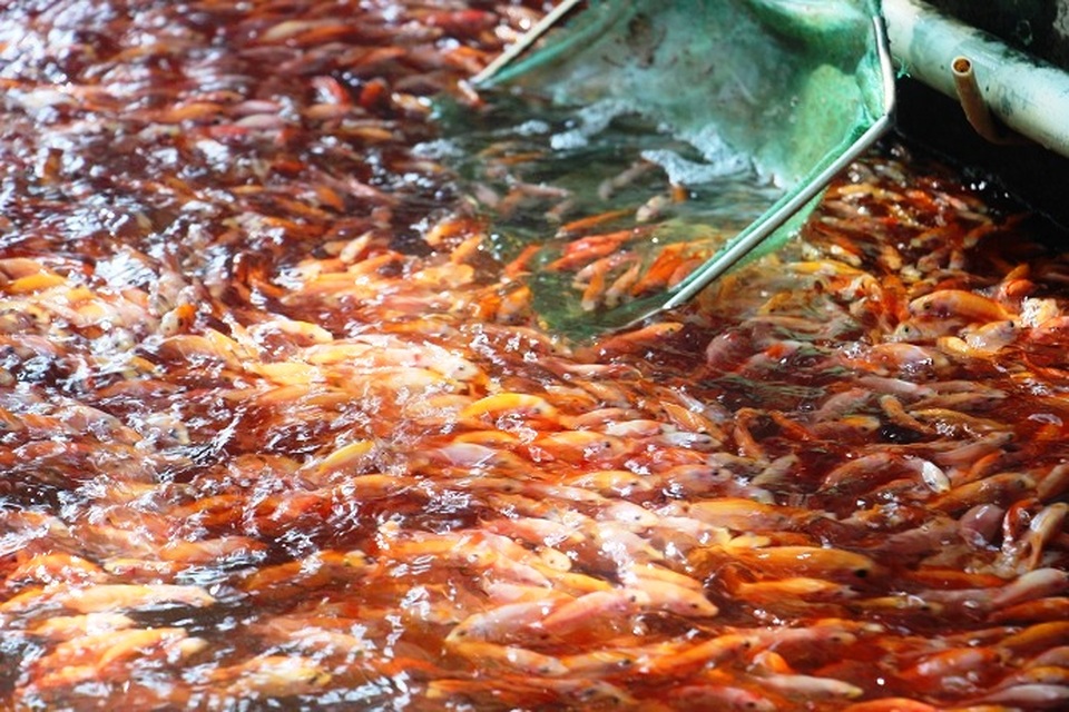Nuôi bạt ngàn loài cá siêu đẹp, anh Luyện đút túi hơn 2 tỷ đồng mỗi năm - 1 Nuôi bạt ngàn loài cá siêu đẹp, anh Luyện đút túi hơn 2 tỷ đồng mỗi năm - 1